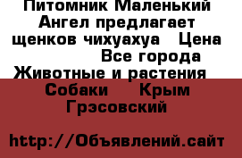 Питомник Маленький Ангел предлагает щенков чихуахуа › Цена ­ 10 000 - Все города Животные и растения » Собаки   . Крым,Грэсовский